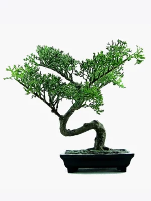 product-image-2_optimized