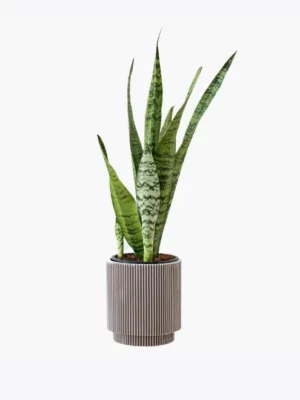 product-image-6_optimized